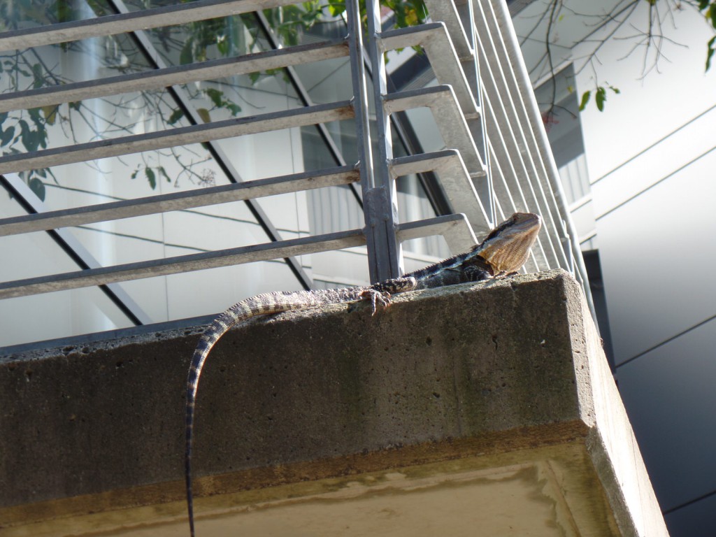 Eeastern Water Dragon Brisbane