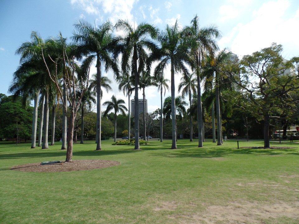 Brisbane: Palmen im Kreis 