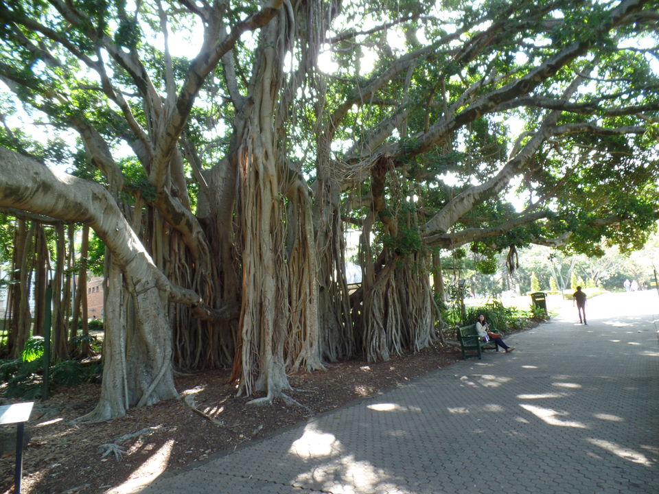 Brisbane Park Urwaldbaum