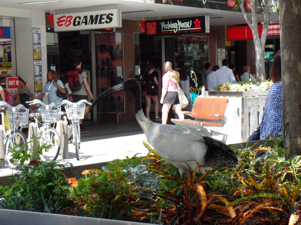 Brisbane Vogel