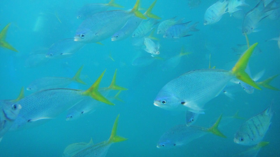Fische Great Barrier Reef