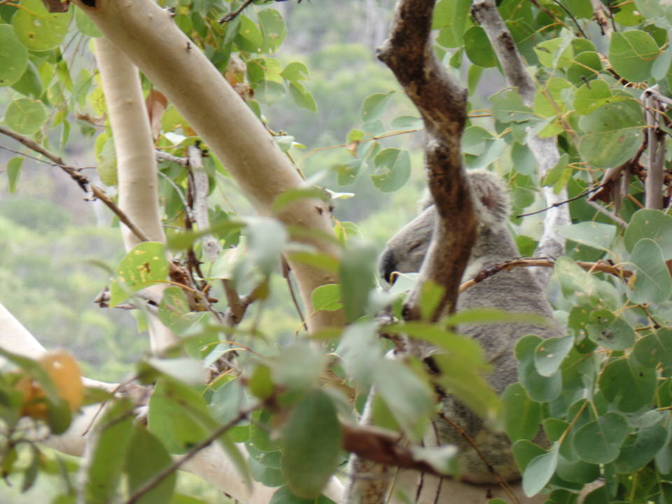 Magnetic Island: Koala im Baum