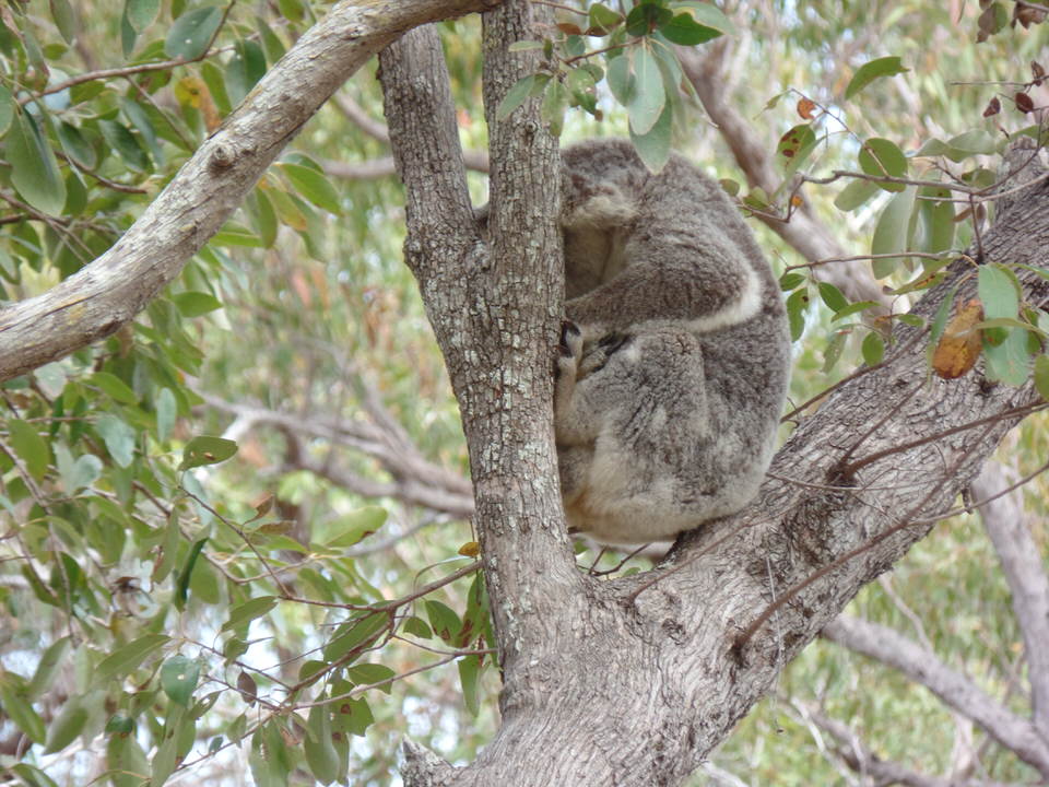 Magnetic Island: Koalas in freier Natur
