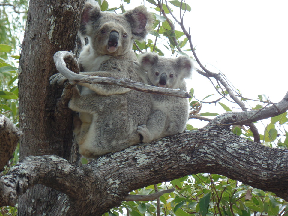 Magnetic Island: Koalas im Baum