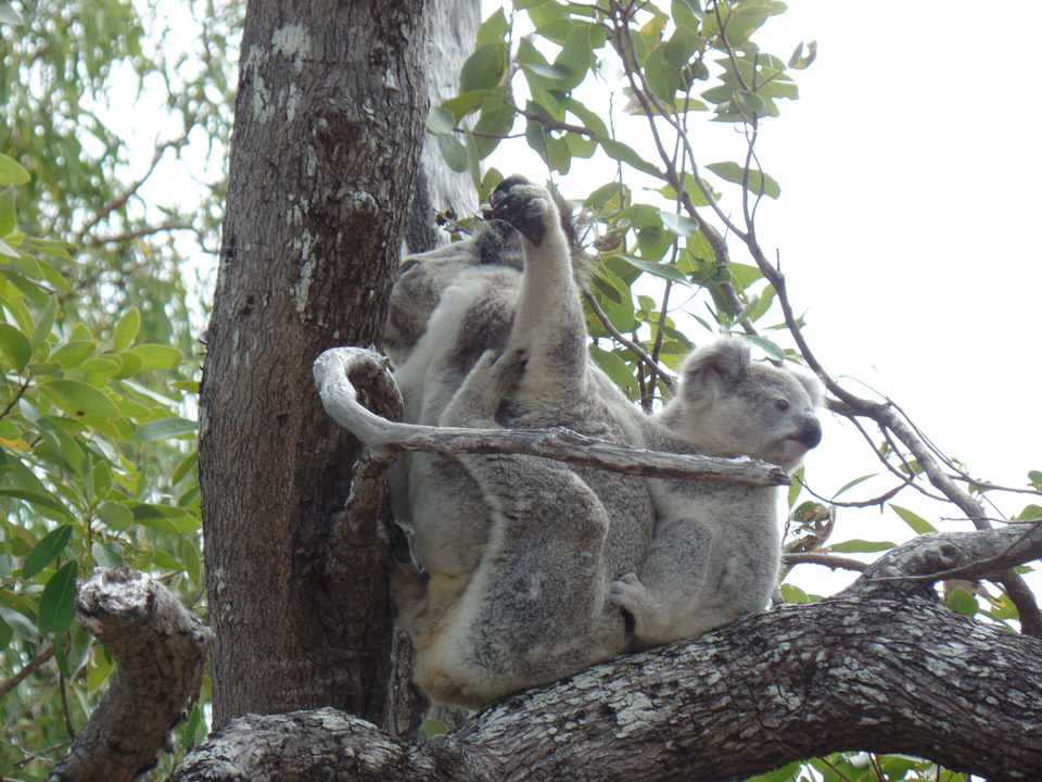 Koala-Mutter und -Kind