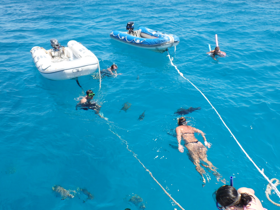 Schnorcheln am Great Barrier Reef