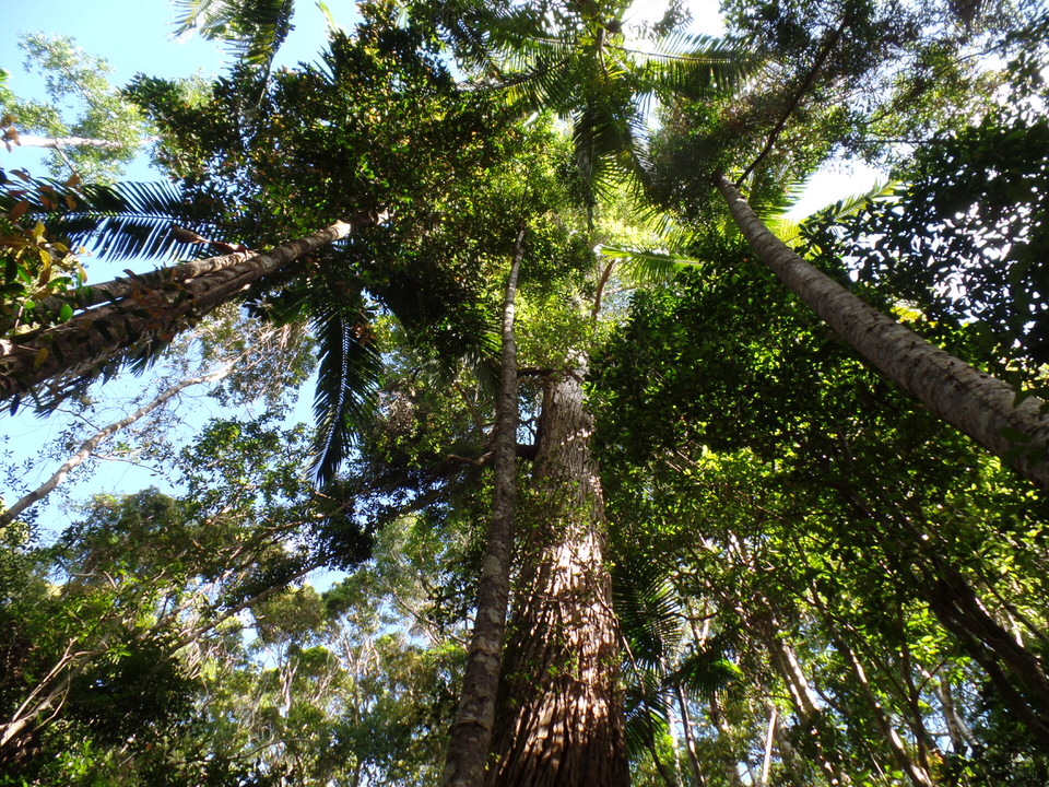 rain forest Fraser Island Tour