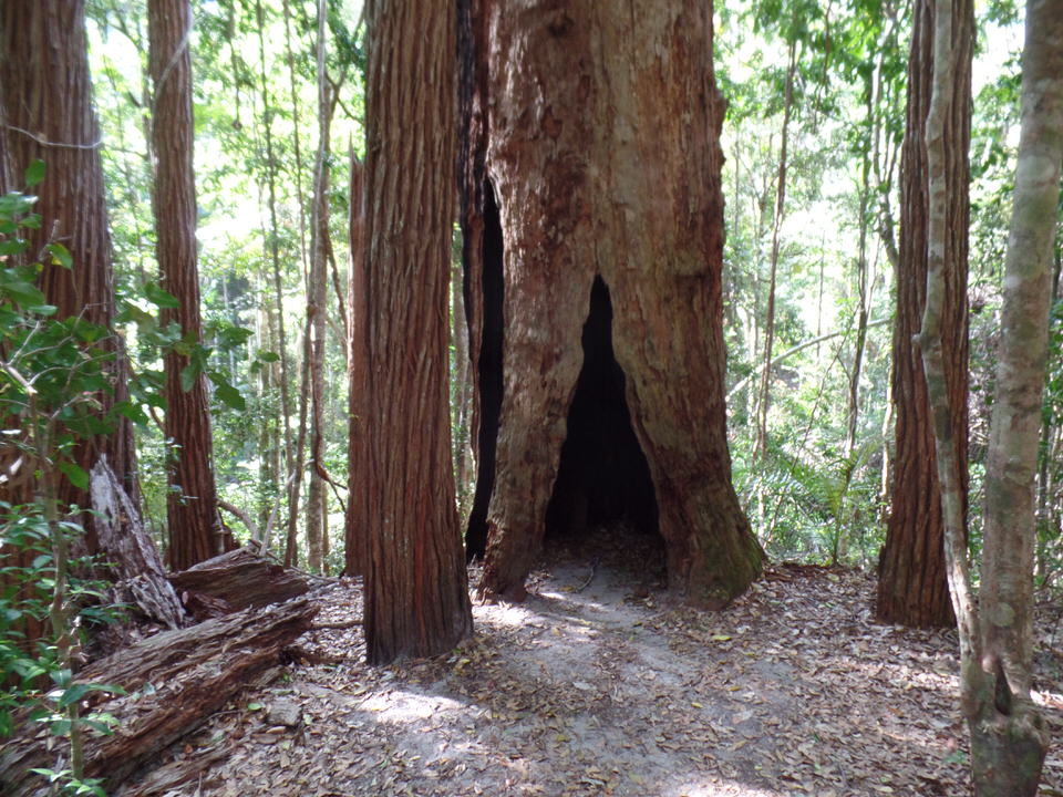 Avatar tree Fraser Island